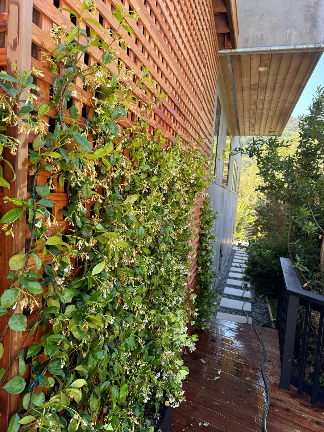 San Judas Landscape project in Petaluma, CA (10)